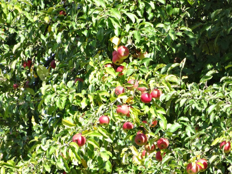 Beautiful Shot of Mcintosh Apples on the Tree Branch Stock Photo