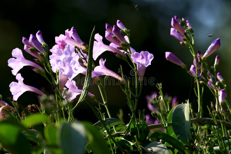Pink horn flowers stock photo. Image of iris, flora 105651044