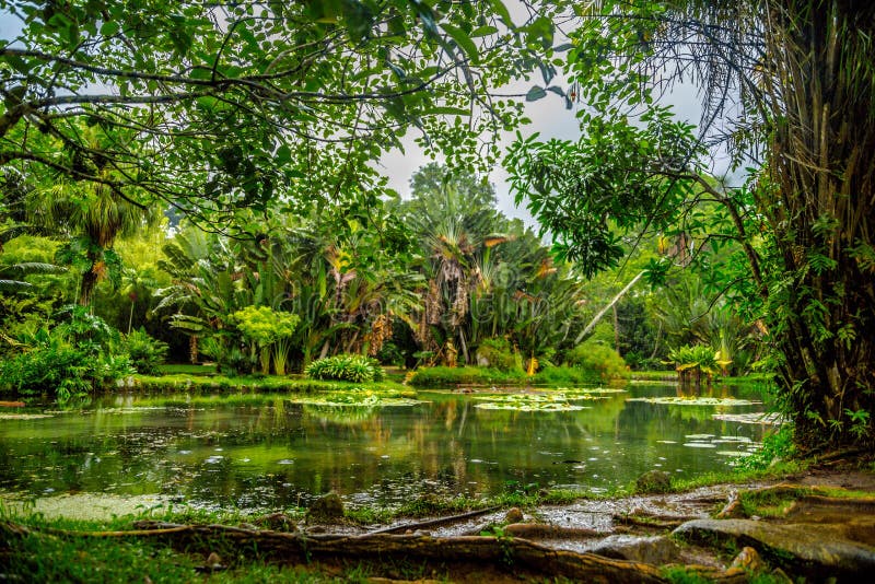 Pond In The Forest With Green Leafed Trees Surrounded By Green Plants