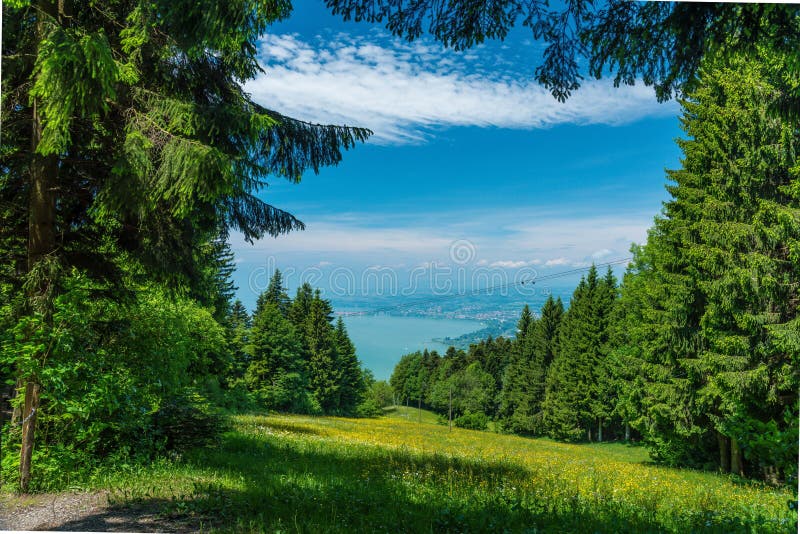 Beautiful Shot of Spruce Trees in a Forest with a Sea on the Background