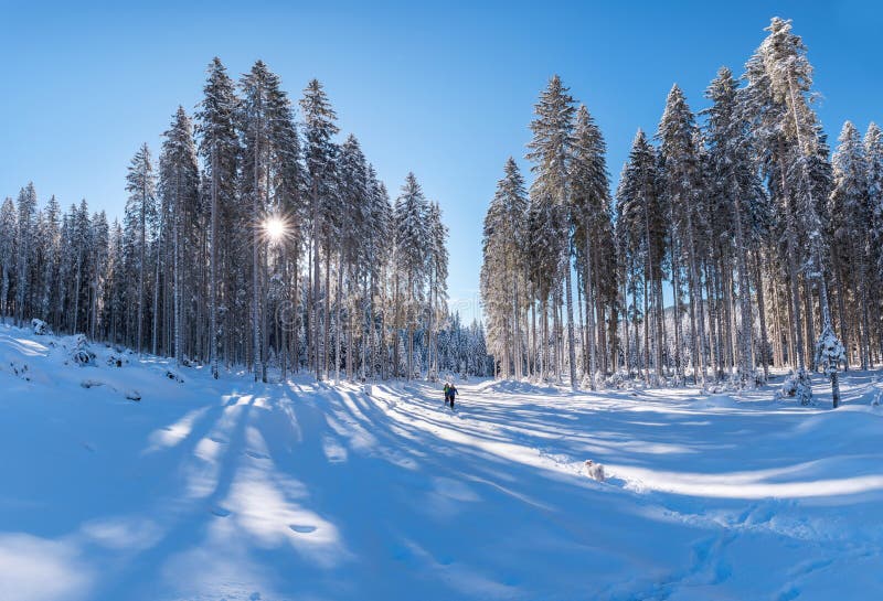 Beautiful shot of a thick forest during Winter.