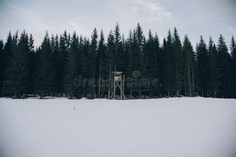 Beautiful shot of a thick forest during Winter. Green, december.