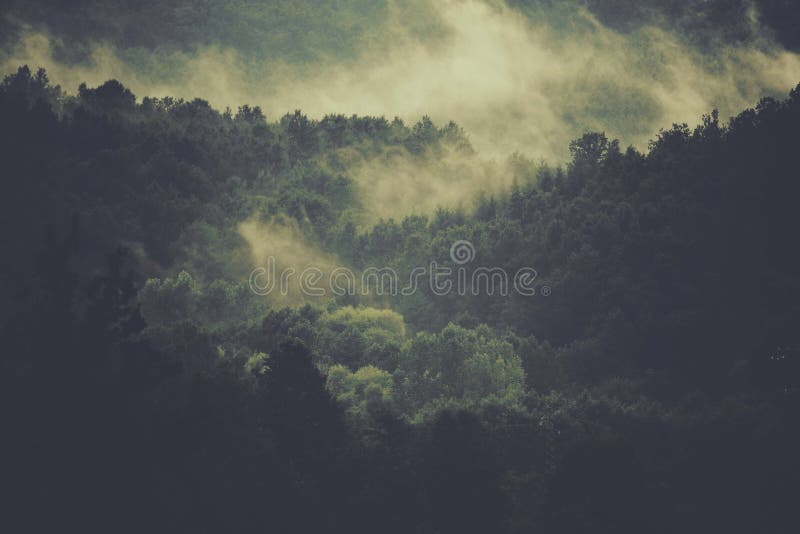 Beautiful shot of the trees with green leaves on a foggy day - perfect for background.