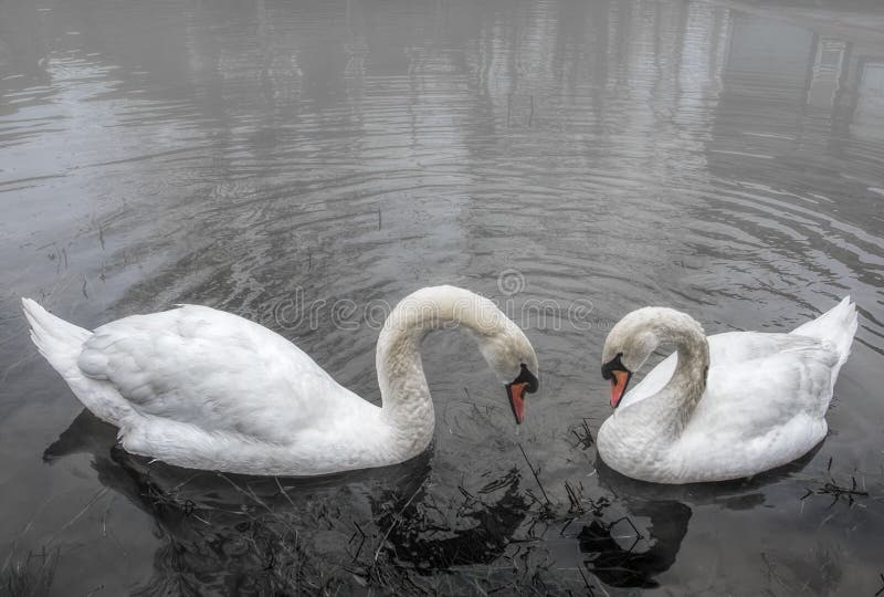 Beautiful shot of two white swans in a lake during daytime - a concept of love stock photos Beautiful shot of two white swans in a lake during daytime - a concept of love stock photos