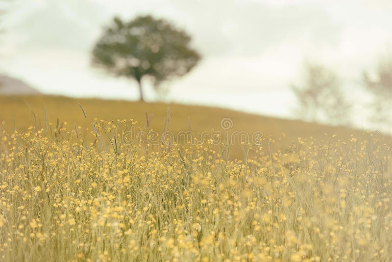 Beautiful shot of the yellow field flowers with a tree in the background.