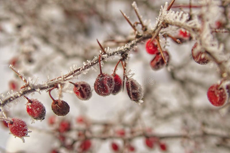 Beautiful Shrub with Red Fruits Covered with White Frost Stock Image ...