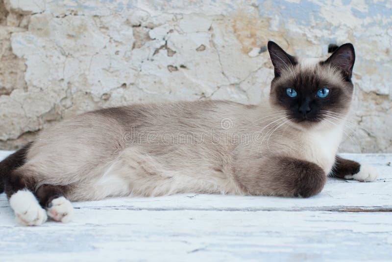 Beautiful Siamese Purebred Cat