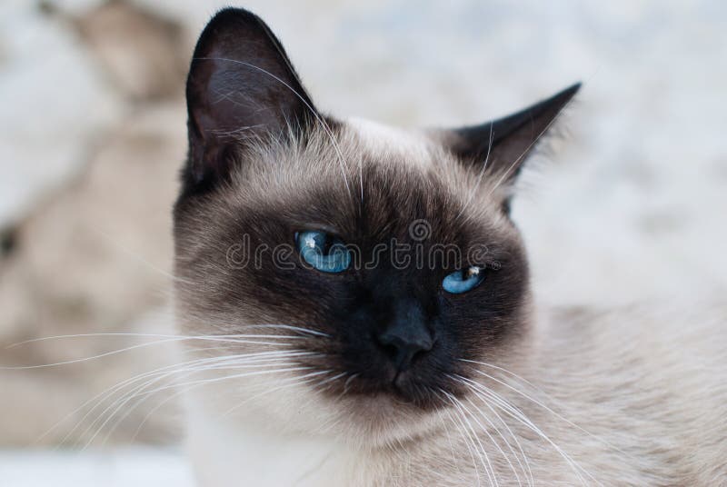 Beautiful Siamese Purebred Cat with Blue Eyes