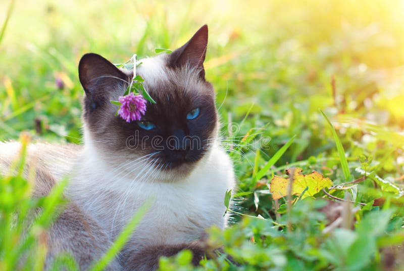 Beautiful siamese purebred cat with blue eyes