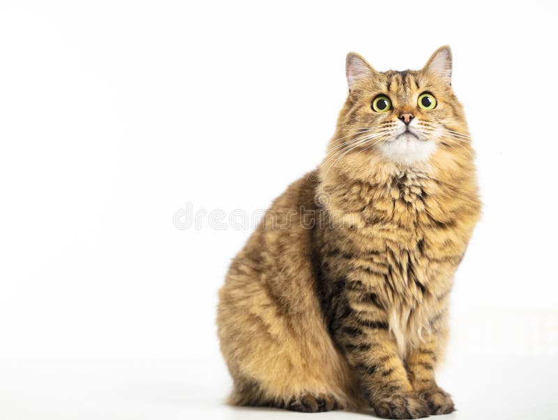 Beautiful Siberian cat  looking up isolated on