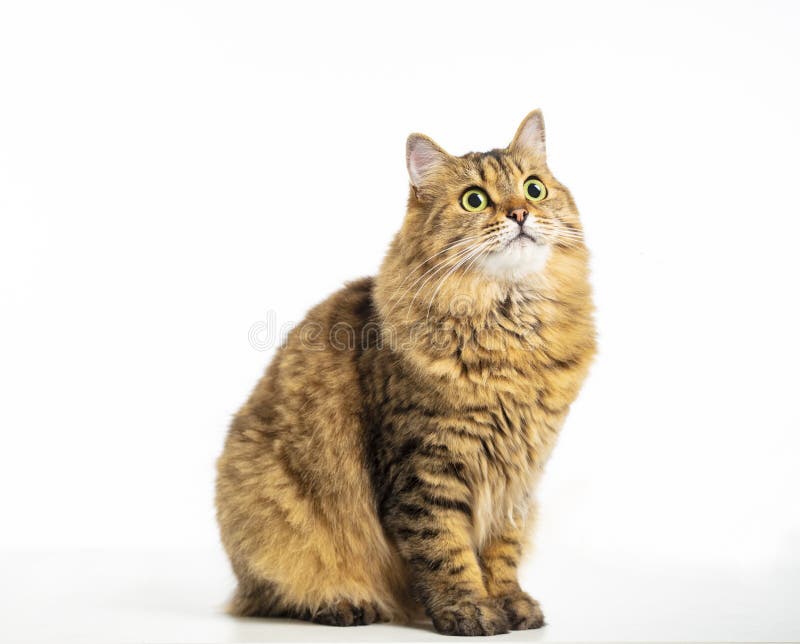 Beautiful Siberian cat  looking up isolated on