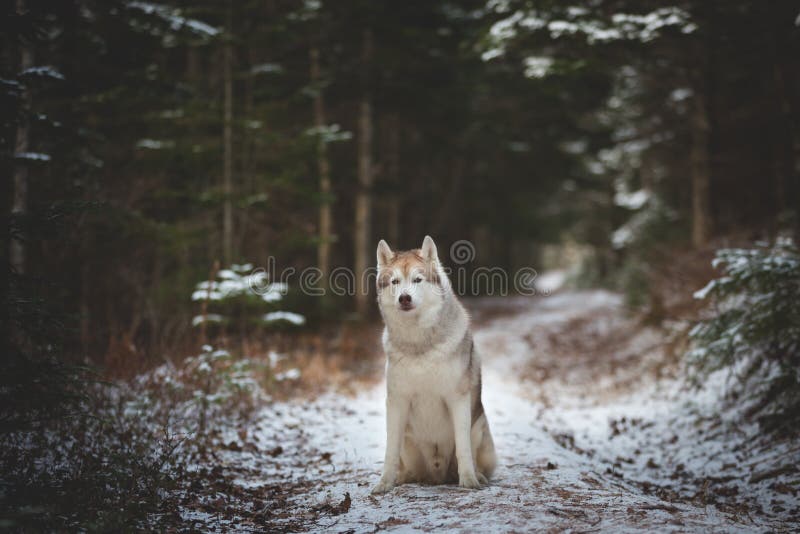 Beautiful siberian husky dog sitting on the snow path in the forest in winter on fir-trees background. Profile portrait