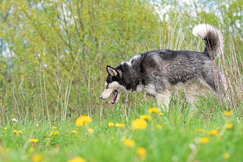 Beautiful siberian husky royalty free stock photos
