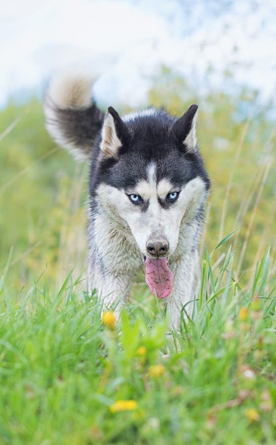 Beautiful siberian husky stock image