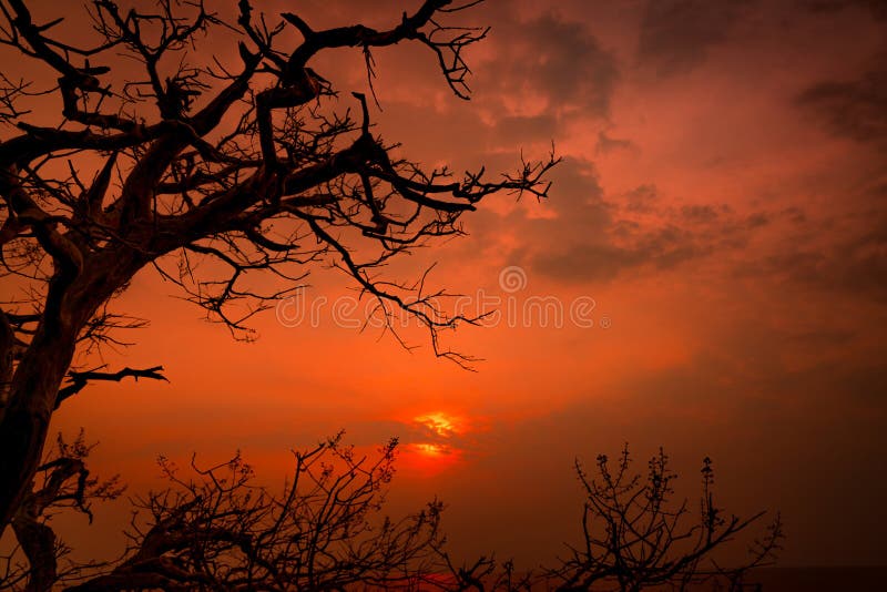Beautiful silhouette leafless tree and sunset sky beside the sea. Romantic and peaceful scene of sea, sun, and sky at sunset time