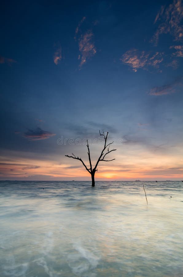 Beautiful silhouette of lonely mangrove tree over sunset and low tide water