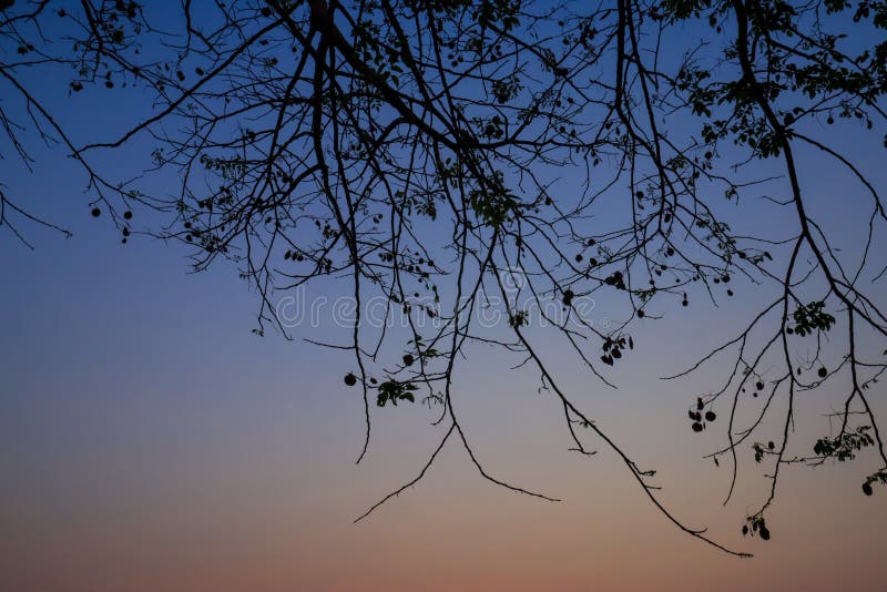 Beautiful Silhouette Tree Branch on Sky Sunset Background Stock Image