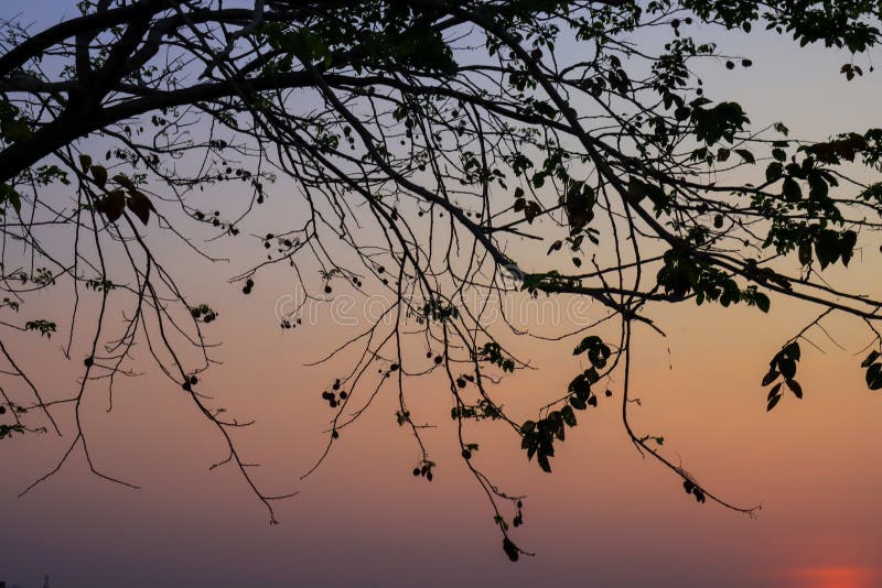 Beautiful Silhouette Tree Branch on Sky Sunset Background Stock Photo