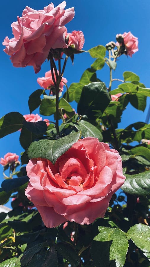 Beautiful Silky Pink Roses in the Garden Stock Photo - Image of petal ...