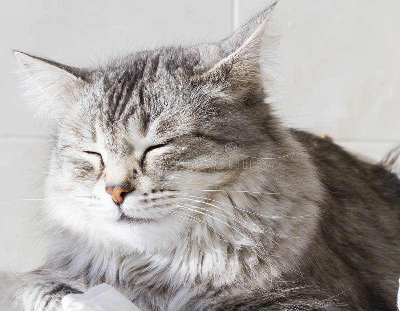 Beautiful Silver Kitten Outdoor, Siberian Cat Female Stock Photo