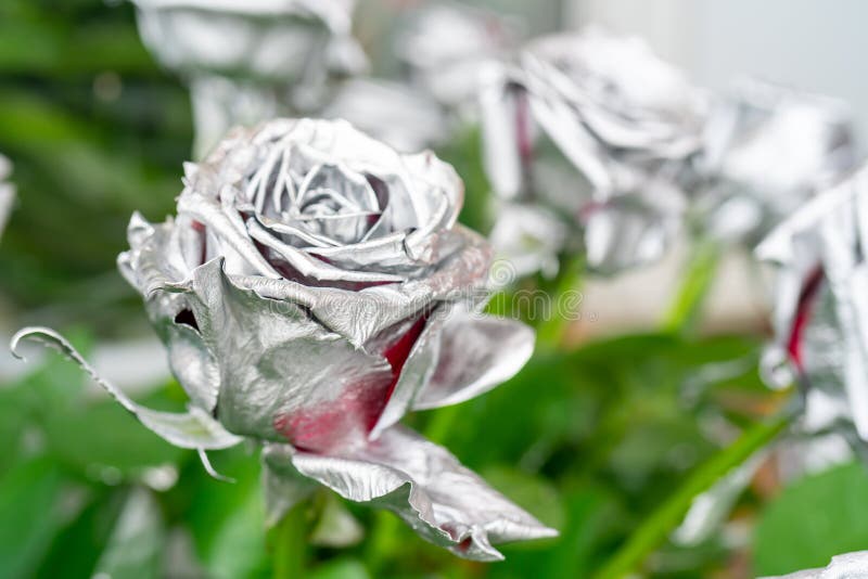 Beautiful Silver Rose. Flower for a Gift Stock Image Image of petal