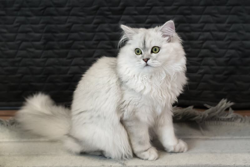 Silver Shaded Persian stock image. Image of purebred - 30719799