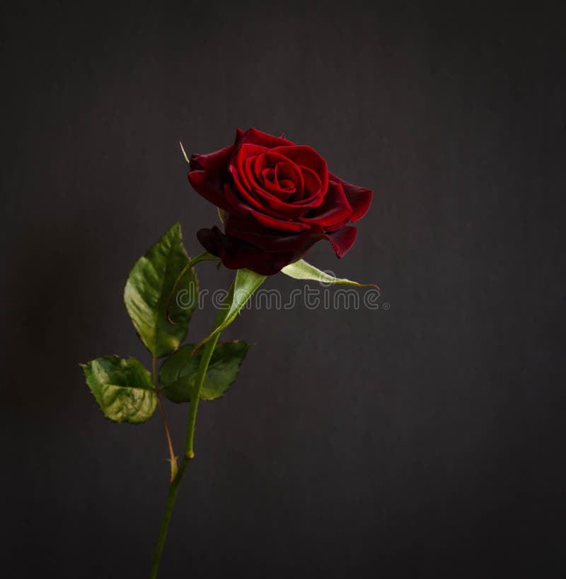 Single dark red rose stock photo. Image of closeup, fragility - 25737174