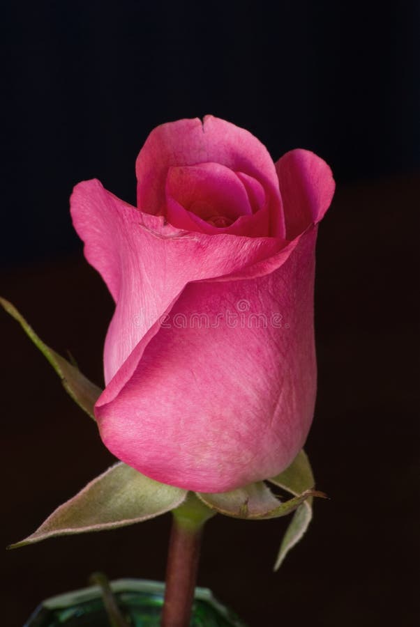 A Beautiful Single Pink Rose Stock Photo - Image of beautiful, feelings