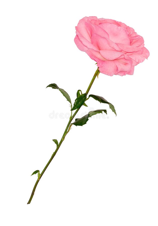 Beautiful Single Pink Rose Isolated on White Background Stock Photo