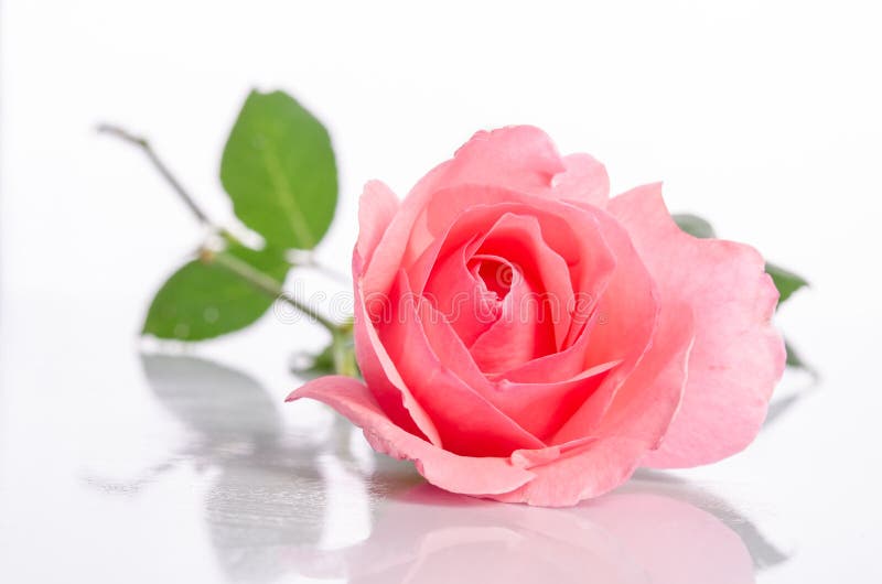 Beautiful single pink rose stock image. Image of fragile 72339523