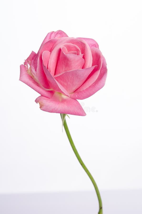 Beautiful single pink rose stock photo. Image of pink 72339532