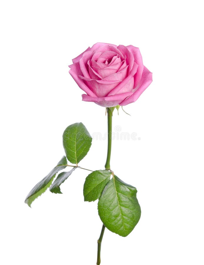 Beautiful Single Pink Rose on a White Background Stock Photo - Image of ...