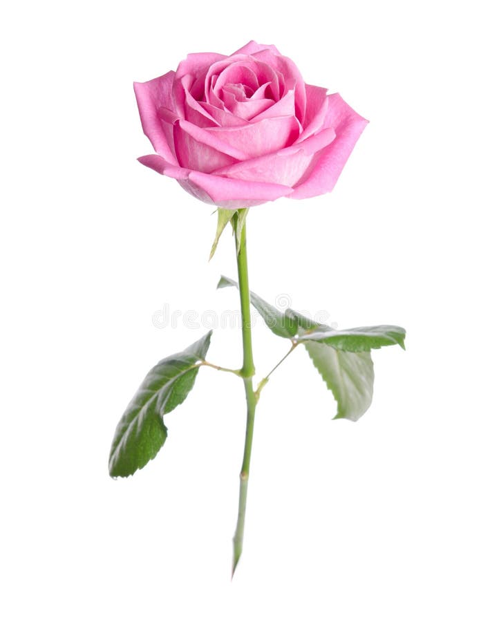 Beautiful single pink rose stock photo. Image of natural - 50779610