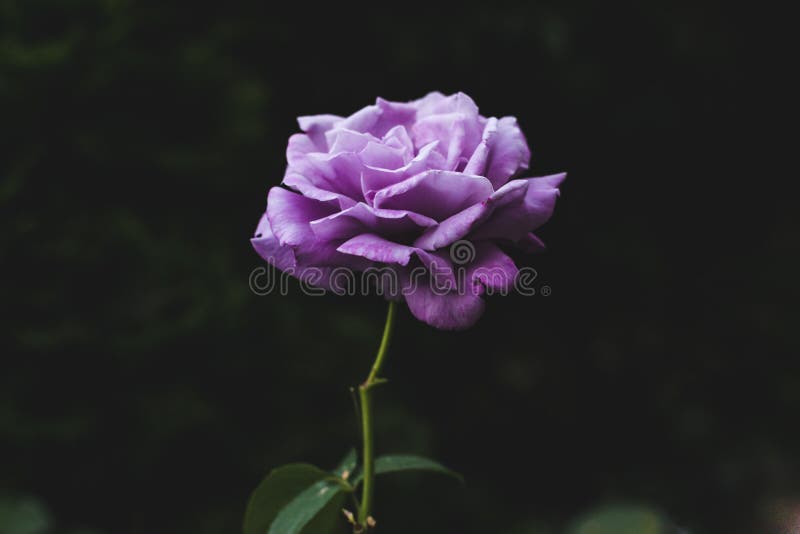 Beautiful single purple rose on dark green natural background