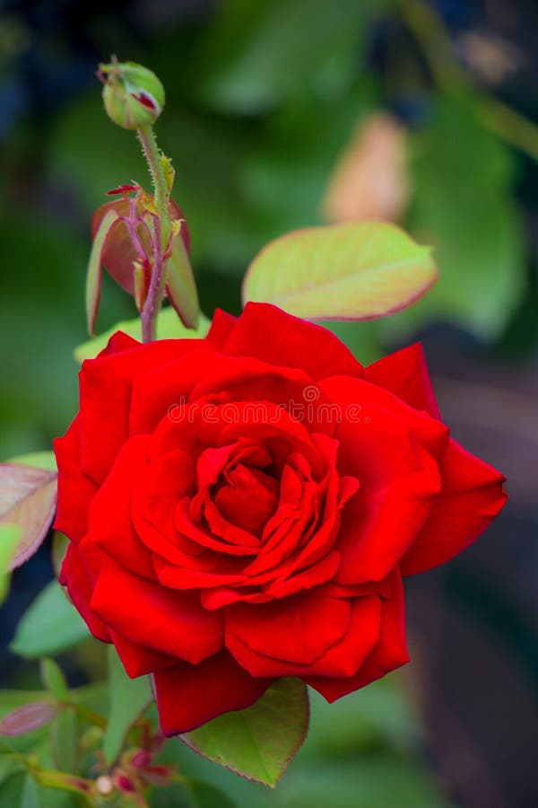 Beautiful Single Red Rose Flower in the Garden. Queen of Flowers with ...