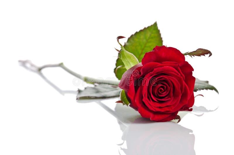 Beautiful single red rose lying down