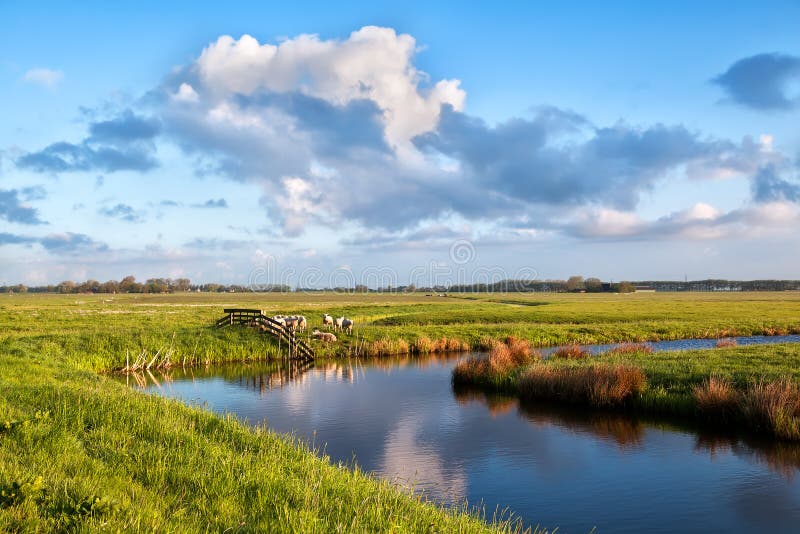 Beautiful sky over pastoral with sheep