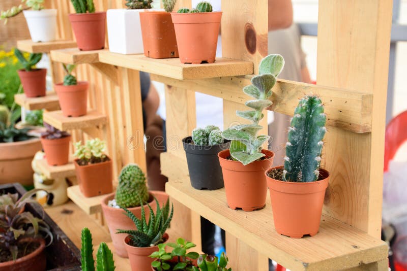 Beautiful small cactus pots in wooden shelf royalty free stock images