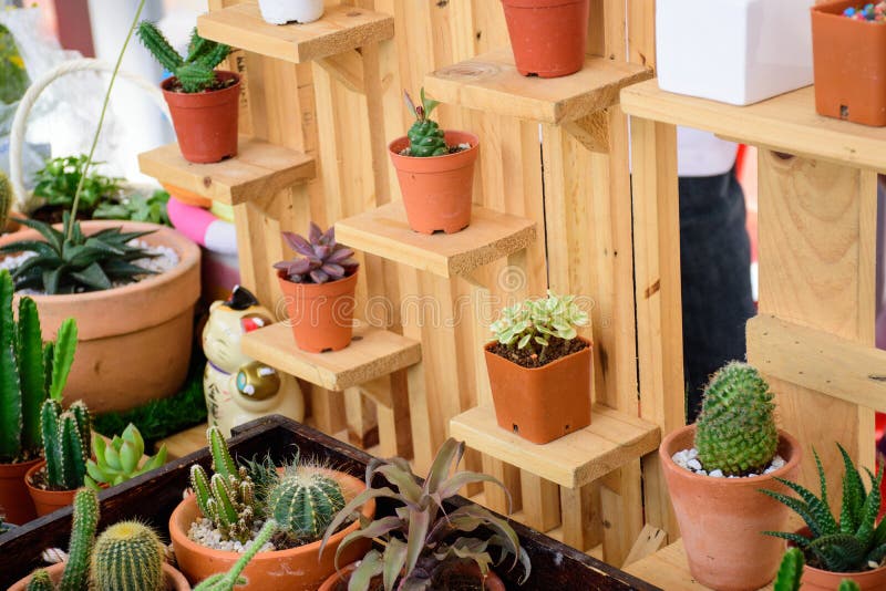 Beautiful small cactus pots in wooden shelf stock photography