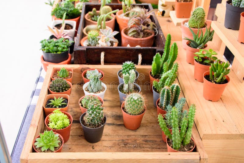 Beautiful small cactus pots in wooden shelf royalty free stock photography