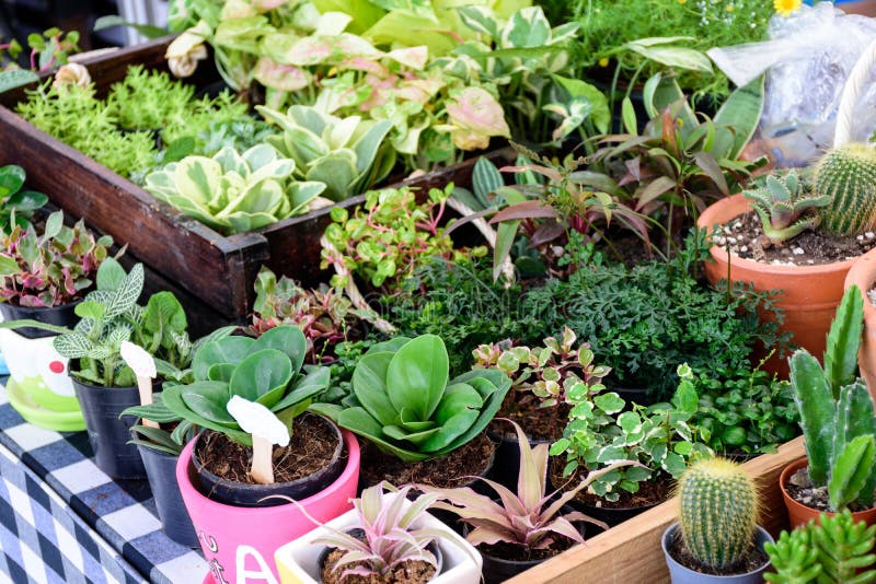 Beautiful small cactus pots in wooden shelf royalty free stock photography