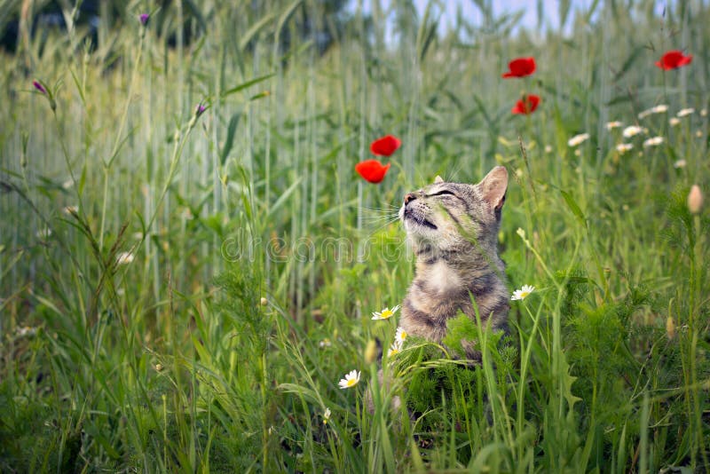 Cat smelling poppies flowers in a wheat field