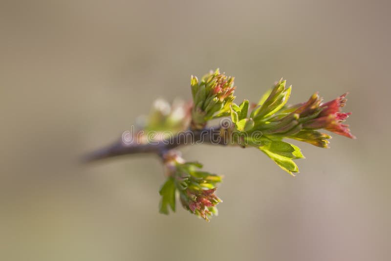 A l small delicate first spring bud on a tree branch