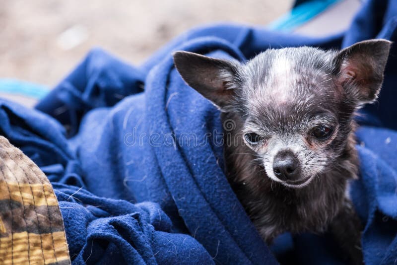 Beautiful Small Dog Under the Covers Stock Image Image of animals