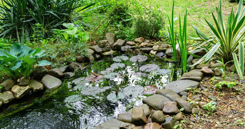 Beautiful small garden pond with stone shores and many decorative evergreens spring after rain stock photography Beautiful small garden pond with stone shores and many decorative evergreens spring after rain stock photography
