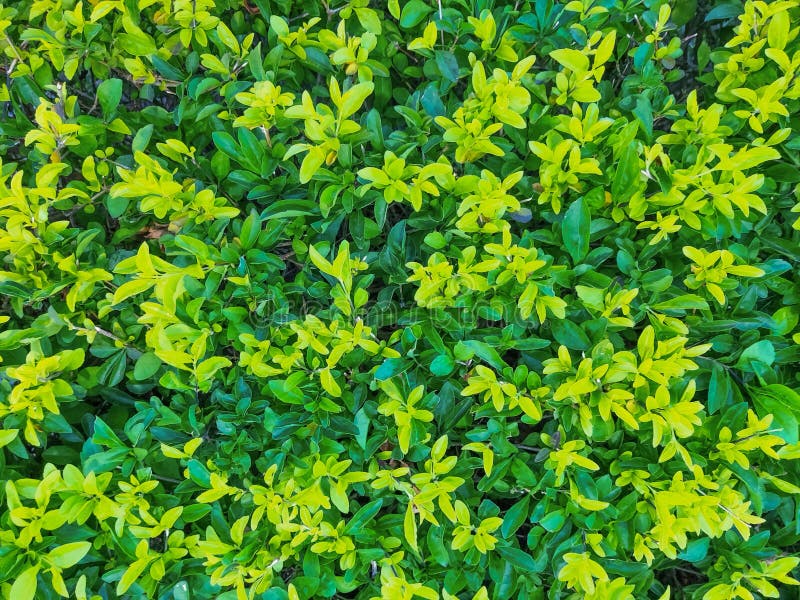 Beautiful Small Green Leafy Plant Stock Image Image of small