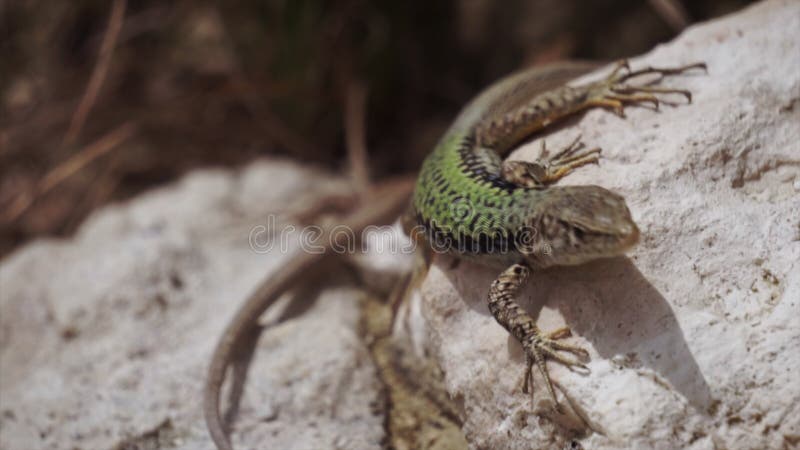 amphibious lizards