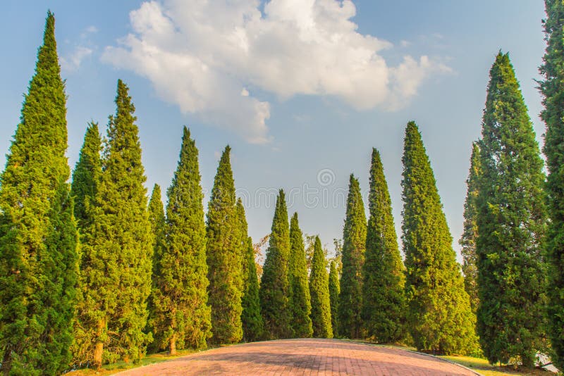 Beautiful small hill landscape with tall pine trees on green grass field and blue sky white cloud background. Juniperus chinensis stock photos Beautiful small hill landscape with tall pine trees on green grass field and blue sky white cloud background. Juniperus chinensis stock photos