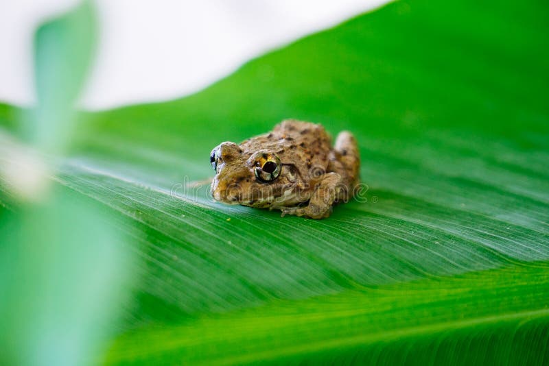Baby frog stock photo. Image of nature, scale, care - 121704558