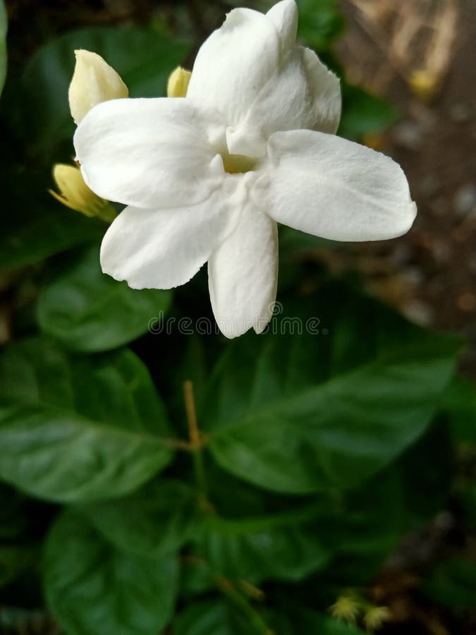 Beautiful Small White Jasmine Flower with a Distinctive Fragrance Stock